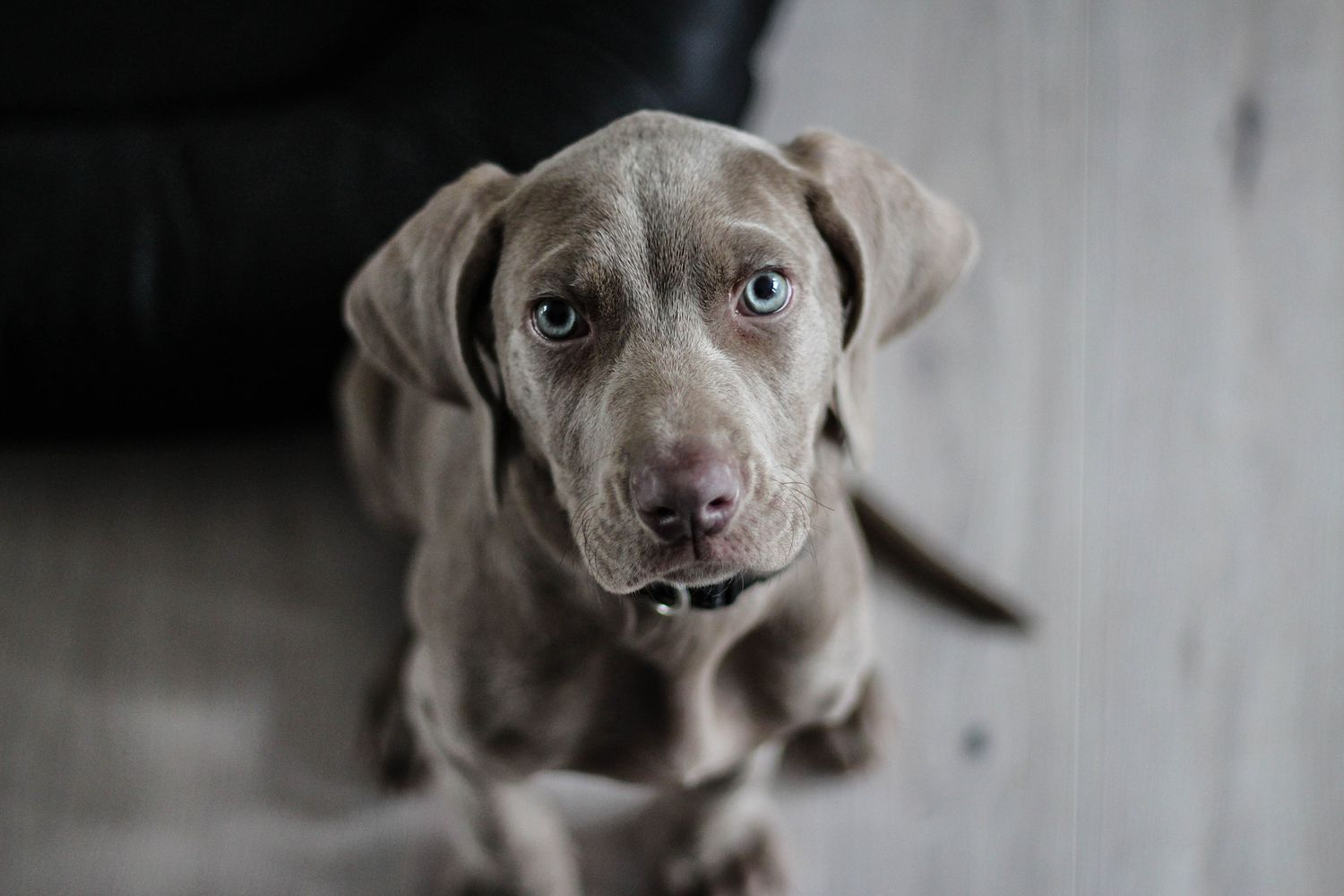 一只威玛拉犬抬头看着镜头。