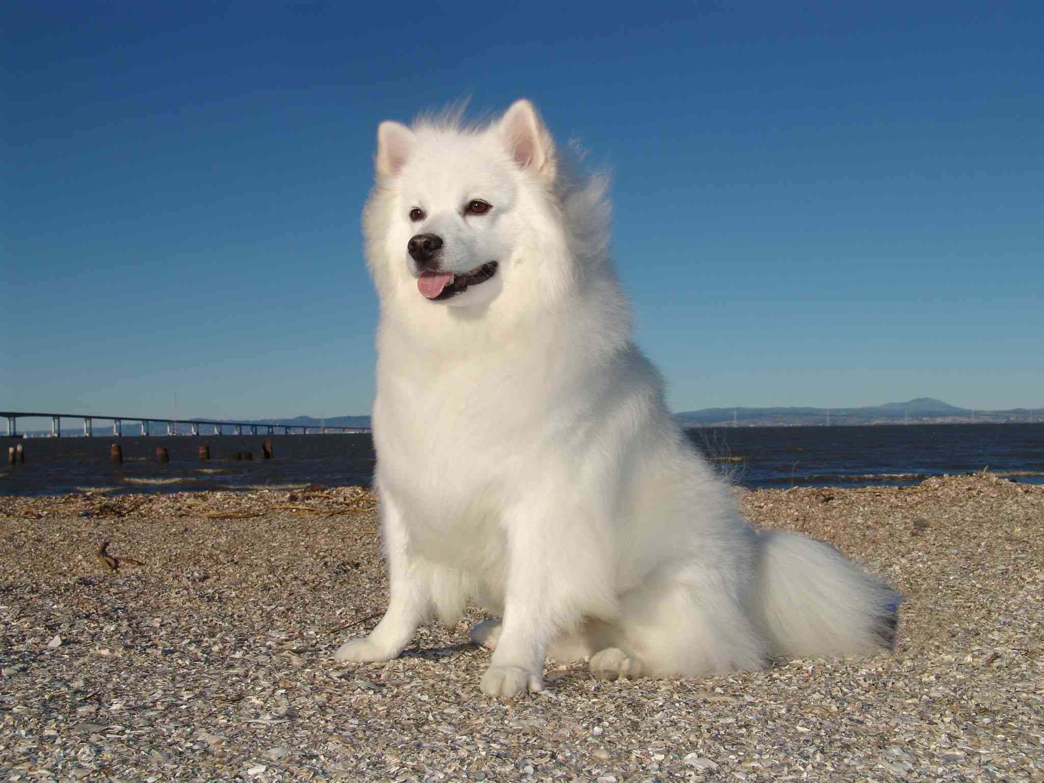 美国爱斯基摩犬画像