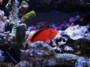 火焰Hawkfish