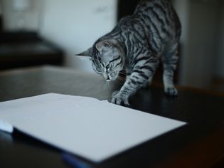 为什么我的猫吃纸