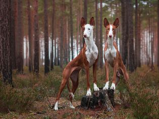 Two Ibizan hounds standing alert in a forest