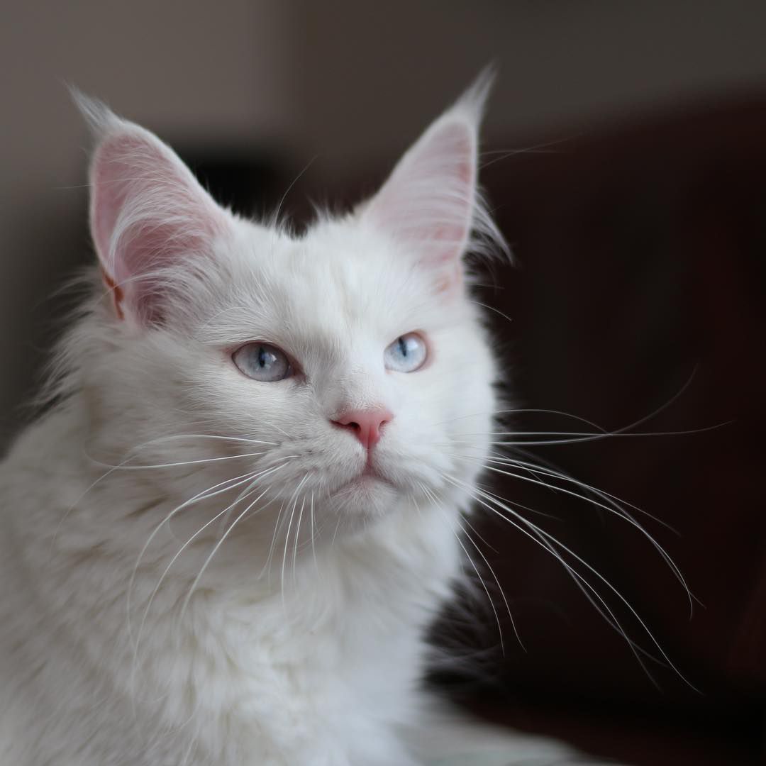 白色的猫