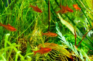 学校灰烬Tetras，菌丝sobrycon amandae