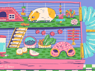 豚鼠在笼子里的插图