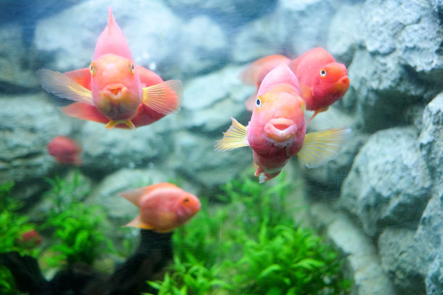 Blood parrot fishes