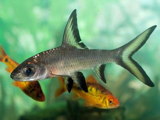 Balantiocheilus melanopterus -在坦克中的Bala鲨鱼