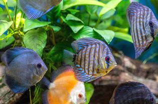水族馆里有蓝色、橙色和蓝色条纹的鱼在水下的叶子前游泳