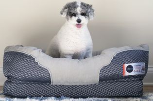 BarksBar舒适睡眠矫形狗床