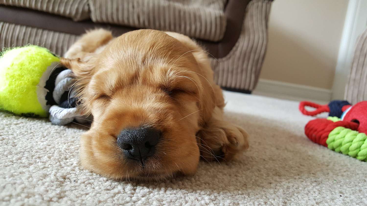 Close up of sleeping dog on living room floor