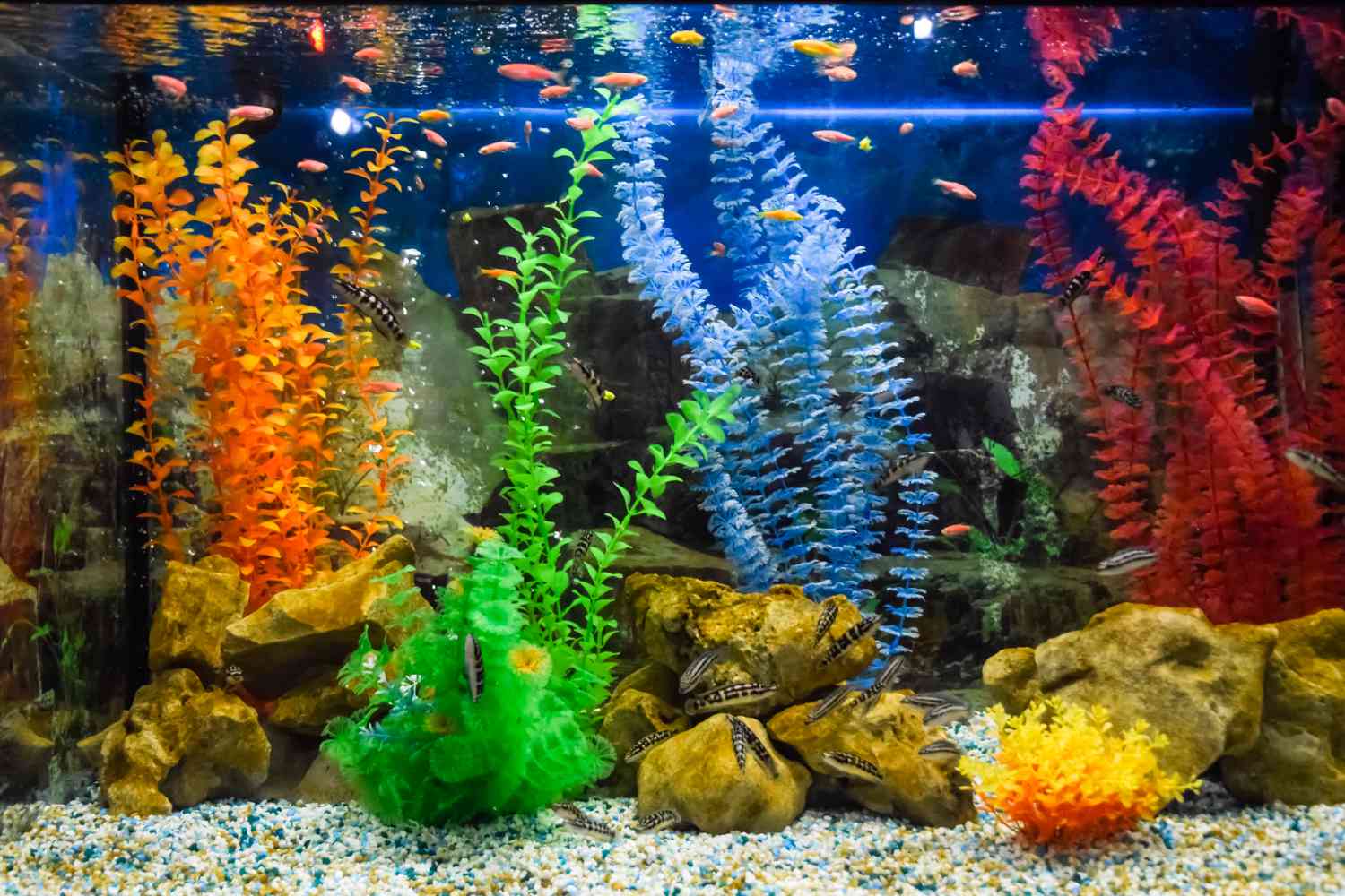 壁挂式热带鱼水族馆