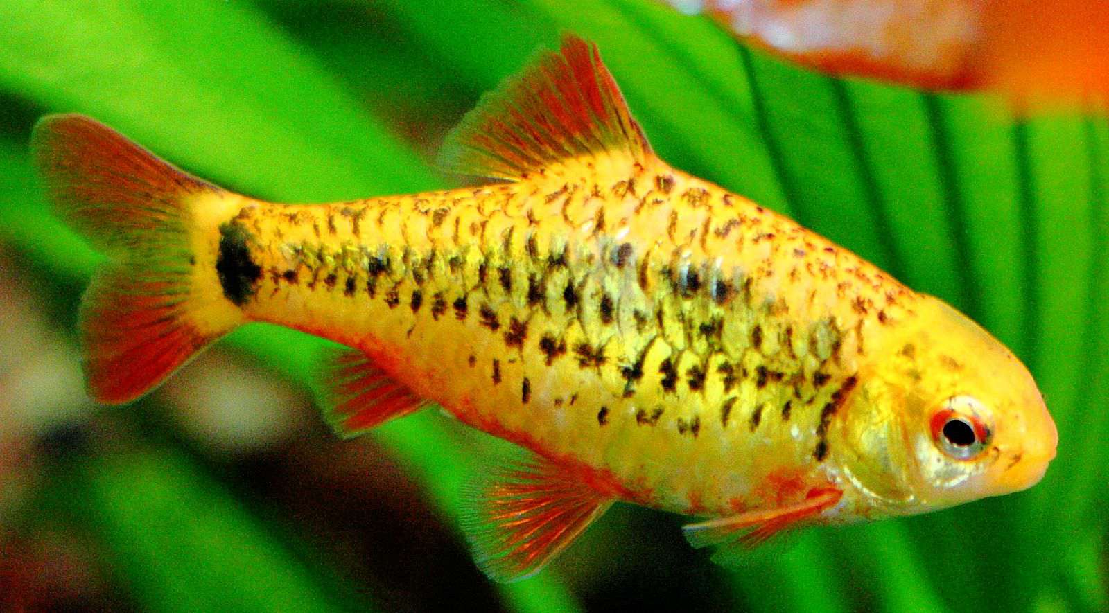 Gold Barb - Puntius semifasciolatus