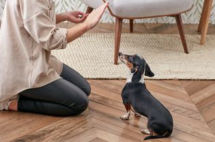 训练腊肠犬留下来