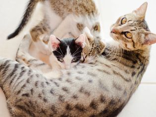 母猫正在喂奶小猫