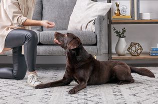 训练一只巧克力拉布拉多猎犬