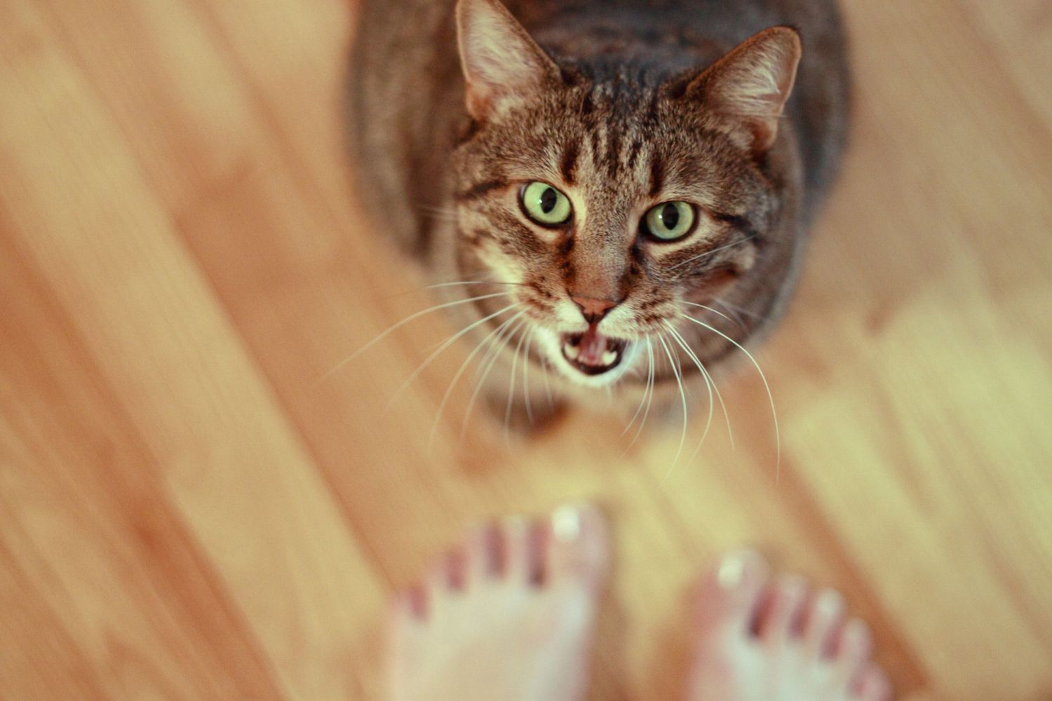 猫猫喵喵叫寻求关注的照片