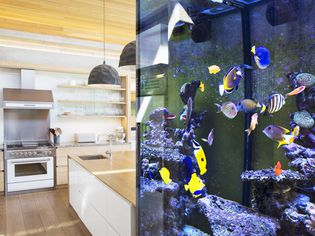 Tropical fish swimming in an aquarium outside kitchen