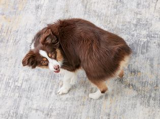 一只准备旋转的澳大利亚牧羊犬