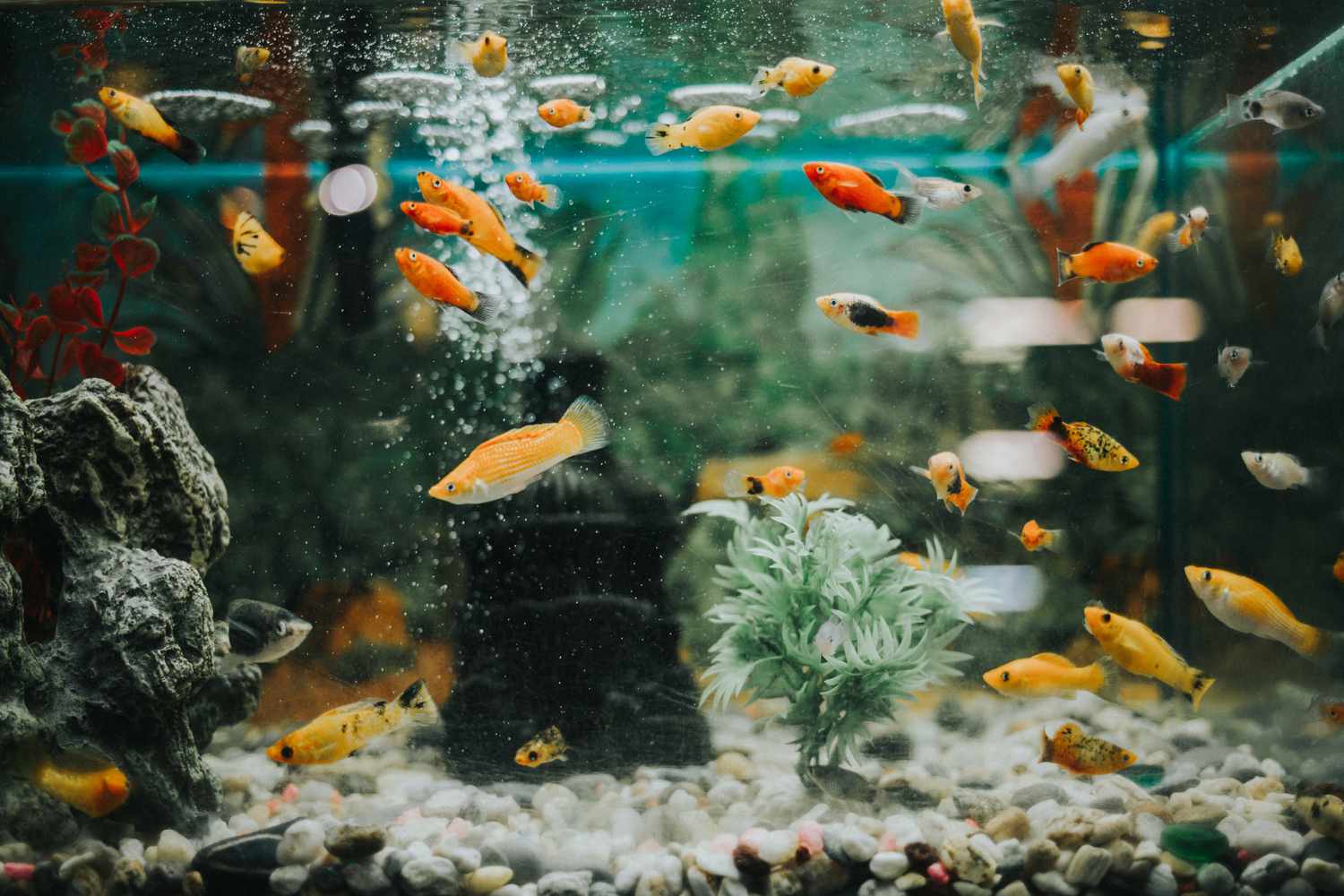 鱼缸里有mollies和platys