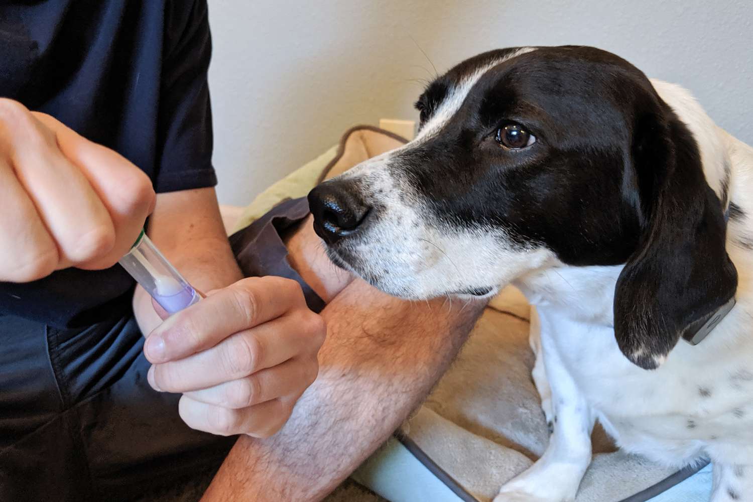 登船犬种+健康包