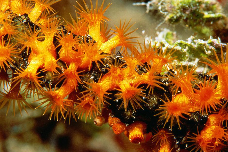 殖民Zoanthids(加勒比)