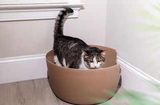 棕色和白色的猫站在棕色的猫砂盒里