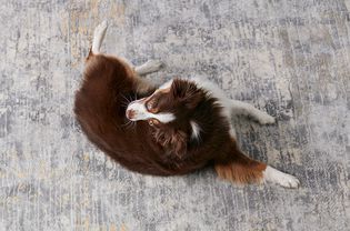 一只澳大利亚牧羊犬在翻滚