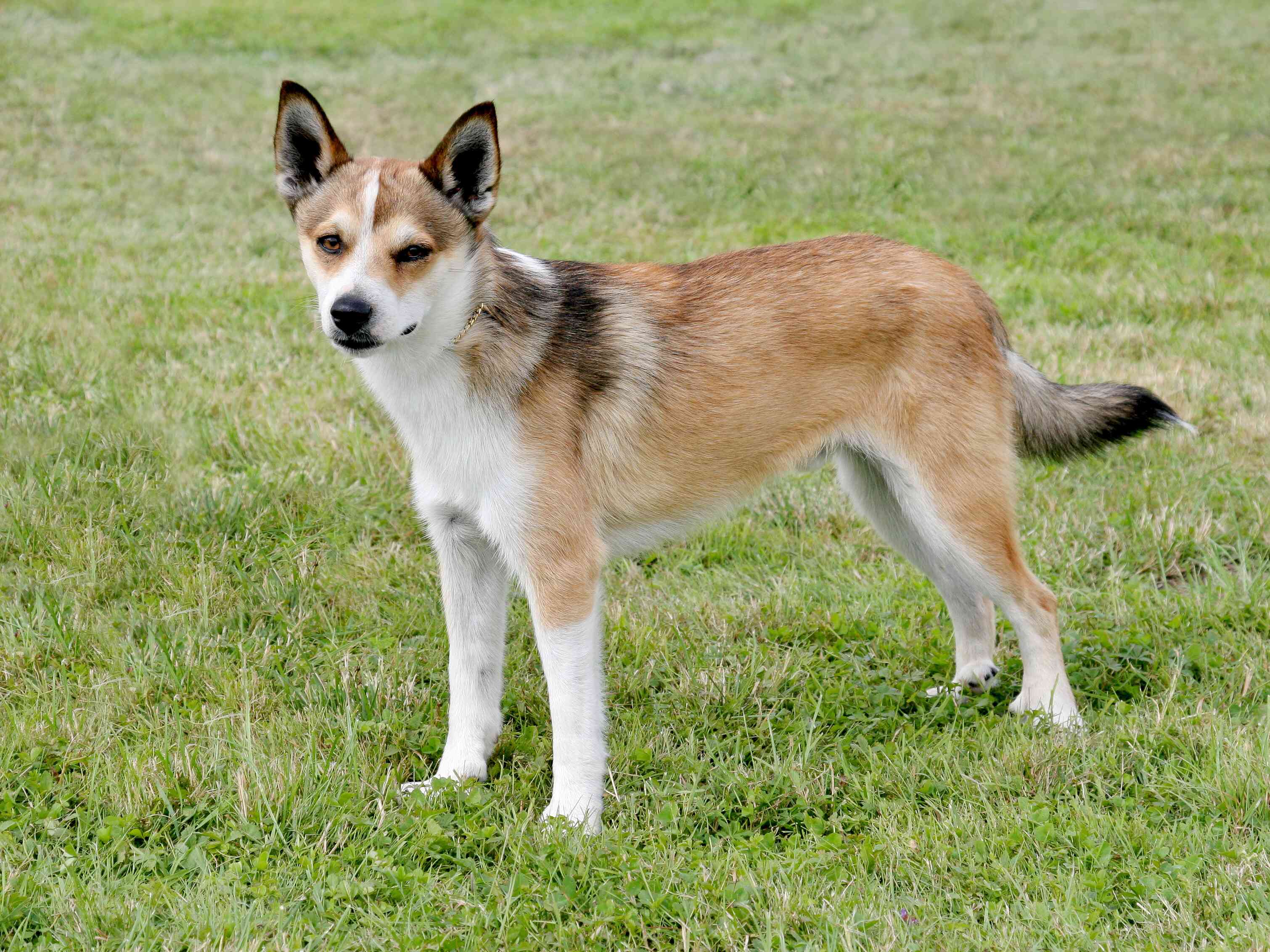 挪威猎犬站在草地上