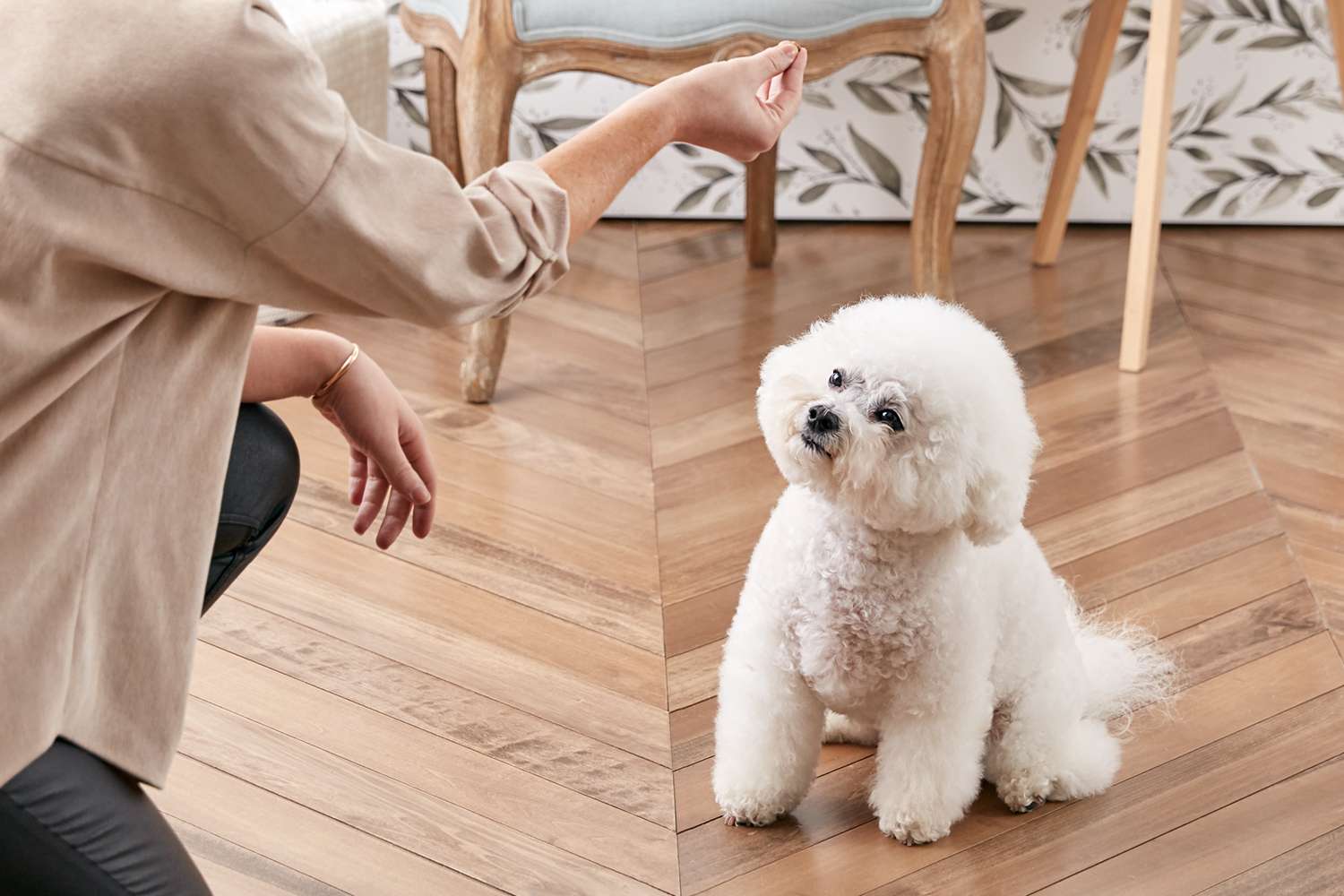 训练比熊犬坐坐