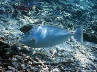 蓝刺独角鱼(Naso unicornis)