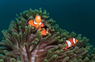 海葵、小丑鱼和海葵