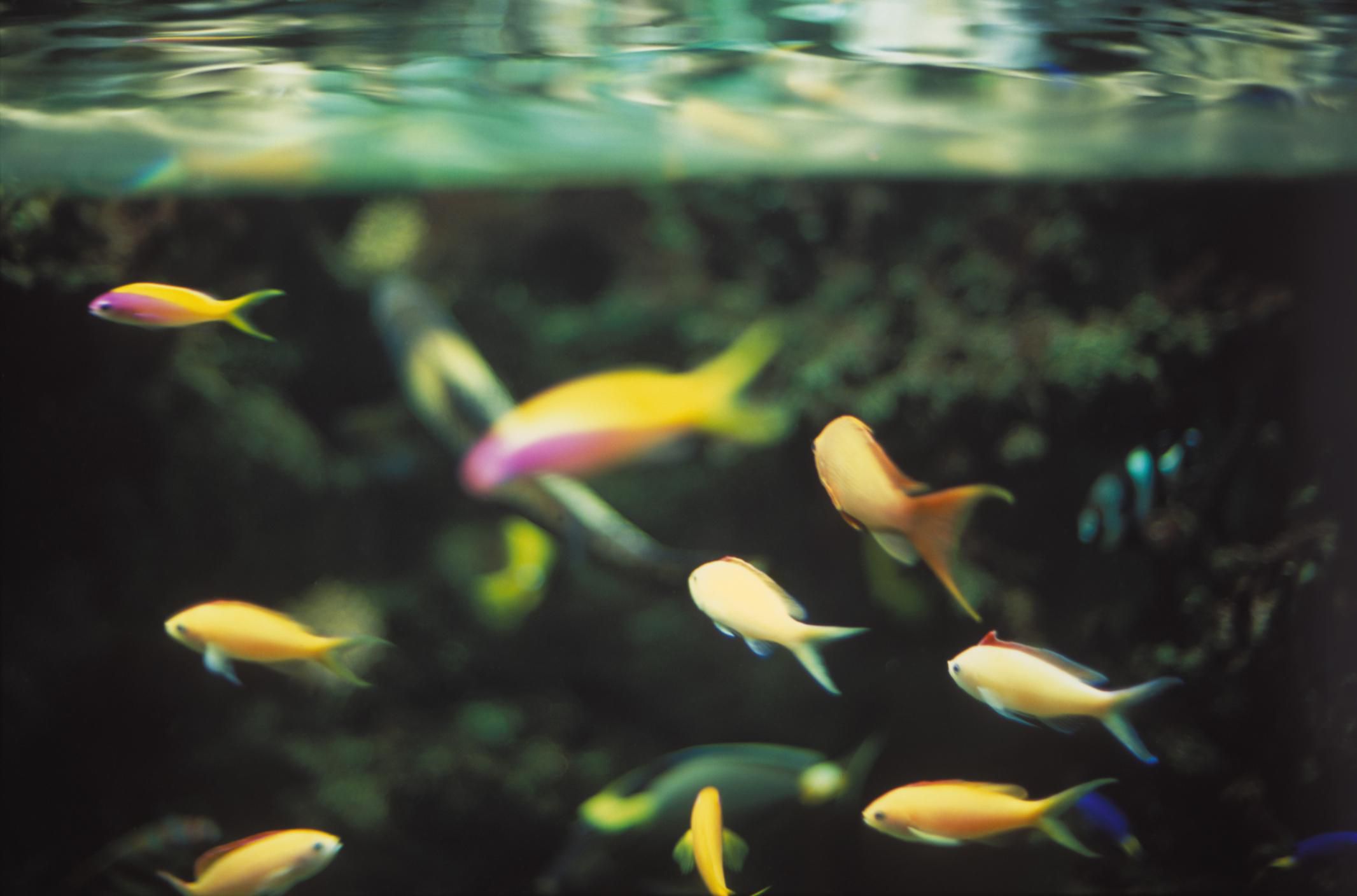 fishes in a marine aquarium