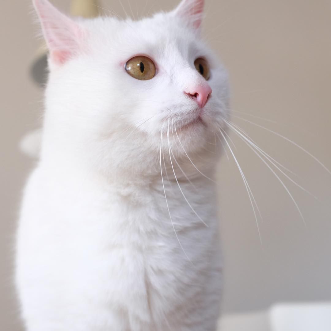 白色的猫