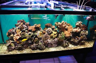 盐水礁水族馆