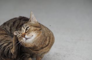 猫抓本身