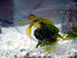 Saltwater Shrimp Profiles: Facts and Information