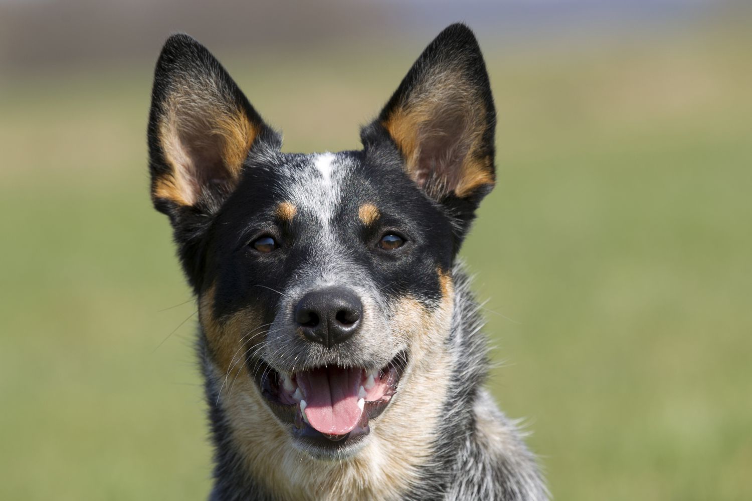 澳大利亚牧牛犬