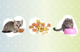 最好的猫粮配送服务