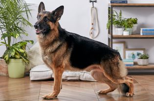 德国牧羊犬侧面轮廓