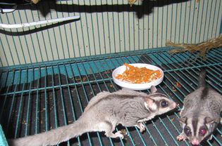 Sugar Gliders