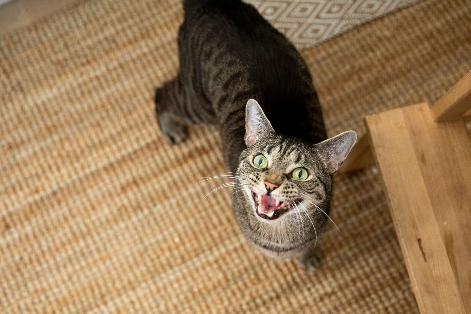 棕色的猫，绿色的眼睛，张着嘴向上看