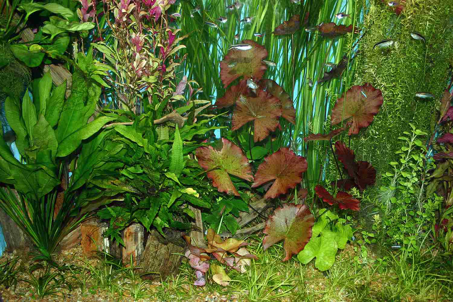 种植水族馆的技巧和窍门