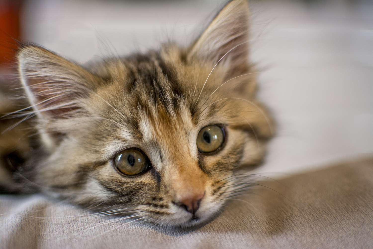 猫小脑发育不全
