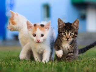 外面的一群小猫