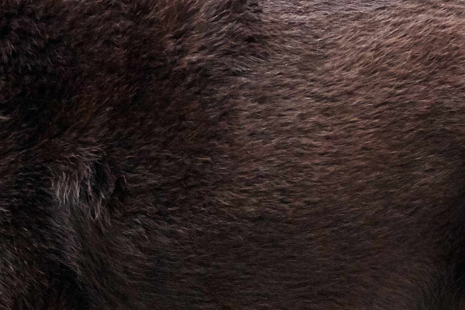 一只巧克力色拉布拉多猎犬的皮毛特写