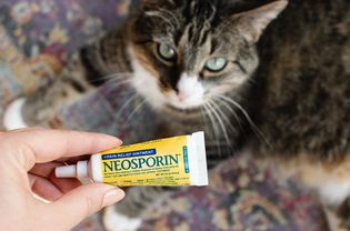 软膏挤包在棕色和白色的猫面前