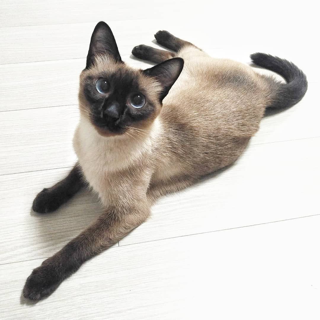 一只暹罗猫坐在白色的地板上