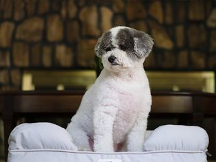 PetFusion Ultimate Pet Bed & Lounge