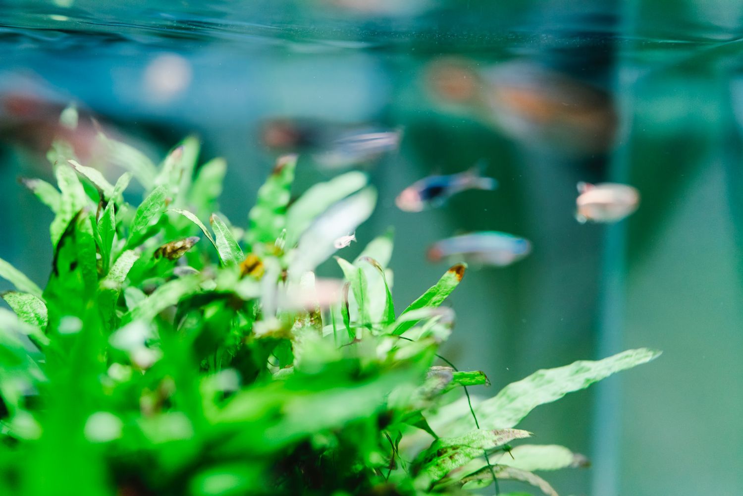 Aquarium with plants and clean water and fish swimming