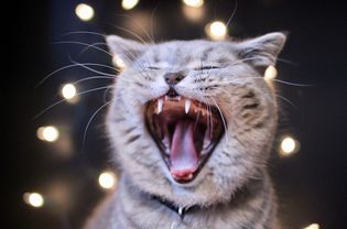 Open mouth cat