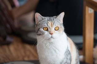 一只美国金属毛猫
